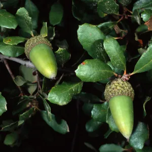 Quercus pacifica, Airport Road, Catalina Island