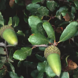 Quercus pacifica, Airport Road, Catalina Island
