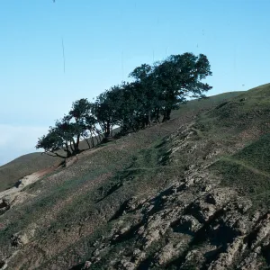 Quercus tomentella, near Soledad Peak, Santa Rosa Island