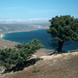 Torrey Pines, Beechers Bay, Santa Rosa Island