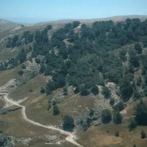 Torrey Pines, Santa Rosa Island
