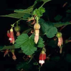 Ribes amarum, Rattlesnake Canyon, Santa Barbara County