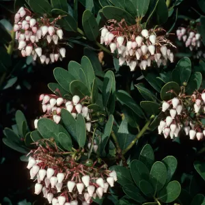 Arctostaphylos species, Canyon Sparkles, Acc. #80-179A, Grid I-30, Santa Barbara Botanic Garden