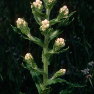 Gnaphalium californicum, Islay Canyon Road, Santa Cruz Island