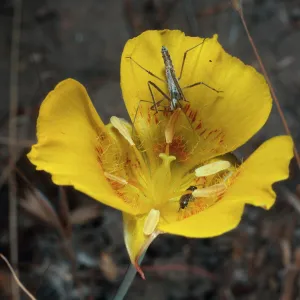 Calochortus luteus, Alameda de Los Coches Prietos, Santa Cruz Island