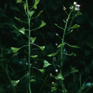 Capsella bursa-pastoris, field station, Santa Cruz Island