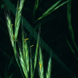 Bromus carinatus, West of the cabins, Central Valley, Santa Cruz Island