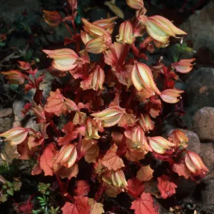 Mimulus nesutus (= M, guttatus nesutus), Santa Cruz Island