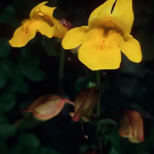 Mimulus guttatus, Jade Cove, Monterey County