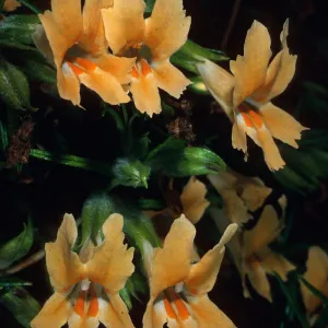 Mimulus longiflorus, Tunnel Trail, Santa Barbara County