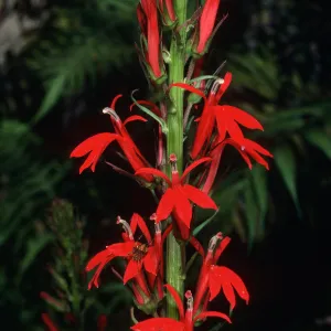 Lobelia cardinalis, Arroyo Section, Santa Barbara Botanic Garden