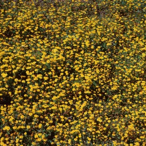 Lasthenia californica, Santa Barbara Island