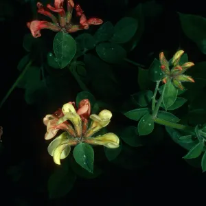 Lotus grandiflorus, Cresta Road, Hollister Ranch, Santa Barbara County