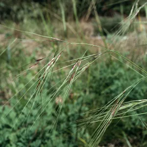 Stipa pulchra (=nassella), Santa Barbara Botanic Garden