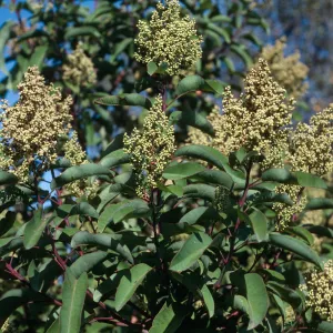 Rhus laurina (=Malosma laurina), Tunnel Trail, Santa Barbara County