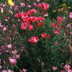 Clarkia, Santa Barbara Botanic Garden