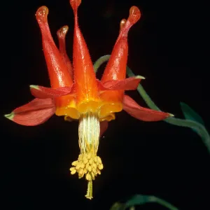 Aquilegia, SBBG