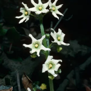 Marah, Santa Barbara Botanic Garden