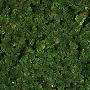 Azolla, pond, Santa Barbara Botanic Garden
