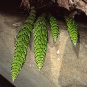 Equisetum, Santa Barbara Botanic Garden