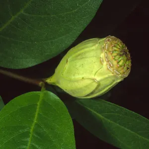 Calycanthus occidentalis, Santa Barbara Botanic Garden