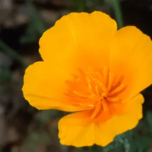 Eschscholzia californica, Santa Barbara Botanic Garden