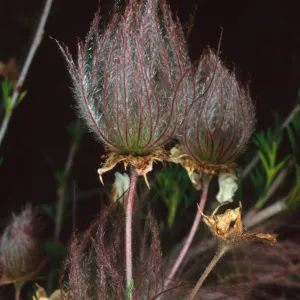 Fallugia paradoxa, Santa Barbara Botanic Garden