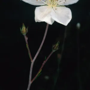 Fallugia paradoxa, Santa Barbara Botanic Garden