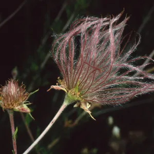 Fallugia paradoxa, Santa Barbara Botanic Garden
