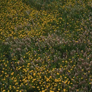 Lasthenia, Lamarckia, Fraser Point, Santa Cruz Island