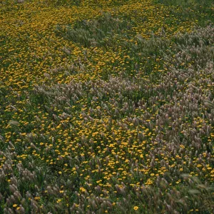 Lasthenia, Lamarckia, Fraser Point, Santa Cruz Island