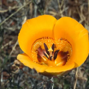 Calochortus clavatus, West Cuesta ridge, San Luis Obispo County