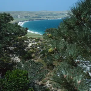 Torrey Pines, Santa Rosa Island