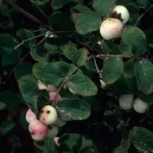 Symphoricarpos mollis, Portezuela grade, Santa Cruz Island