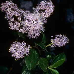 Ceanothus oliganthus, Tunnel Trail, Santa Barbara county