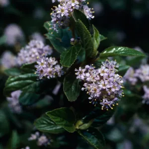 Ceanothus oliganthus, Tunnel Trail, Santa Barbara county