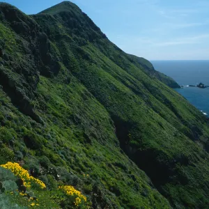 South-facing slope, West of Summit Peak, West Anacapa Island