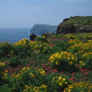Coreopsis, Malephora, Southeast end, East Anacapa Island