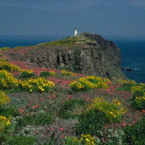 Coreopsis, Malephora, lighthouse, Southeast end, East Anacapa Island