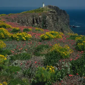 Coreopsis, Malephora, lighthouse, Southeast end, East Anacapa Island