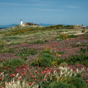 terrace w/Malephora, East Anacapa Island