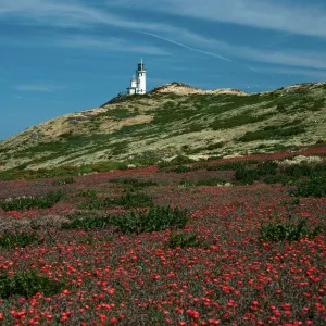 Malephora crocea, lighthouse, East Anacapa Island