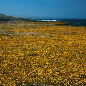 Lasthenia, West of Garanon Canyon,Santa Rosa Island