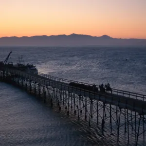 cattle drive at dawn, Vail Ranch, Santa Rosa Island