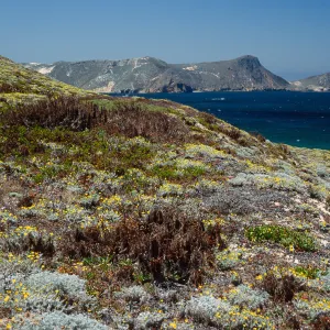 Malacothrix incana, just West of Hoffmann Point, San Miguel Island