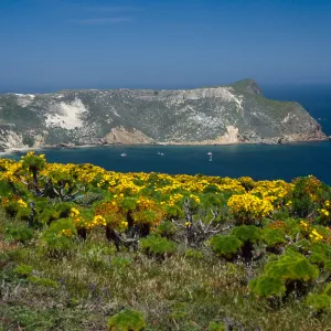 Coreopsis, Cuyler Harbor from Cabrillo Monument, San Miguel Island