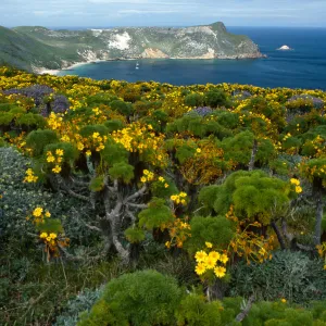 Coreopsis, Lupinus, Astragalus, from Cabrillo Monument, San Miguel Island