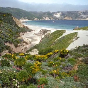 Castilleja, Coreopsis, Erigeron, mouth of Cañon Del Mar, San Miguel Island