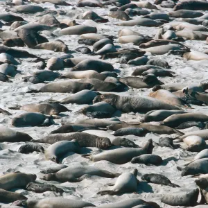 Elephant Seals, Point Bennett, San Miguel Island