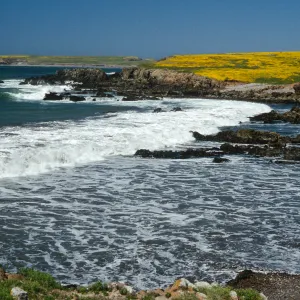 Lasthenia, Fraser Point, Santa Cruz Island